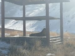 -新疆天山野生动物园