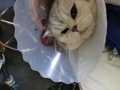 -宠爱国际动物医院· 猫科· 外科·中兽医(长白店)