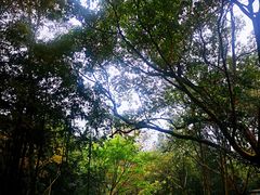 -峨眉山报国寺