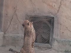 -上海野生动物园
