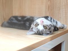 -山宅一喵德文卷毛猫舍