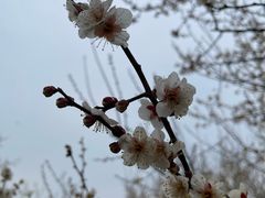 -香雪海