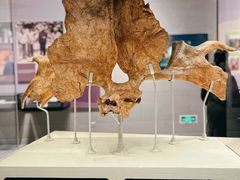 -北京周口店北京人遗址博物馆