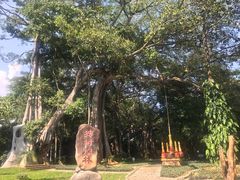 -瑞丽独树成林风景区