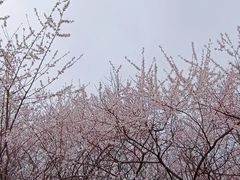 -明秦王墓遗址