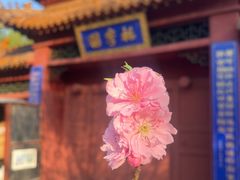 -桃花堤公园