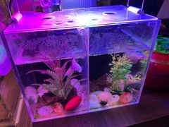 -胜博殿霸王树(嘉里中心店)