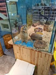 -神奇动物撸宠馆·羊驼·小浣熊·异宠(豫园店)