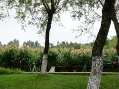 -白鹭湾湿地公园