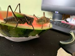 -蛙蛙叫干锅年代(簋街总店)