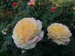 -人民公园(罗湖区)