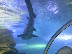 -青岛海底世界-水族馆