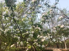 -桃花堤公园