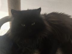 -绒爪撸猫下午茶·猫咖