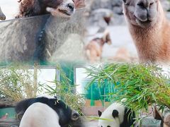 -广州动物园