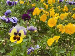 -杭州半山国家森林公园