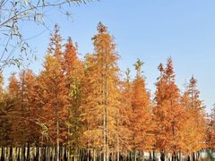 -白鹭湾湿地公园