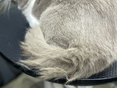 -PETKIT小佩宠物·低压洗护(国顺东路店)