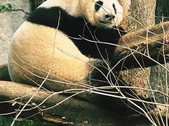 -都江堰中华大熊猫苑