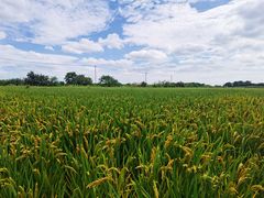 -喜洋洋蟹庄(阳澄湖店)