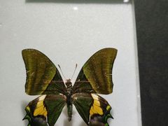 -上海昆虫博物馆