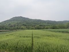 -八卦田遗址公园