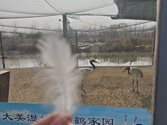 -盐城丹顶鹤湿地生态旅游区