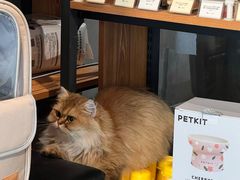 -PETKIT小佩宠物·低压洗护(国顺东路店)