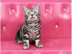 -Bastet sally猫舍购宠(静安店)