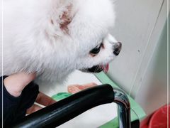 -仁普宠物诊所(住友昌盛新苑店)