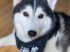-Husky Go! 哈士奇体验馆·宠物咖啡厅狗咖