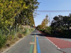 -上海长兴岛郊野公园