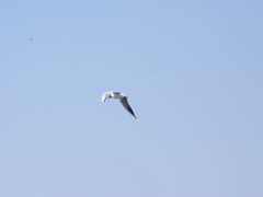 -人民防洪胜利纪念塔