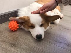 -浣熊柯尔鸭土拨鼠·电玩咖
