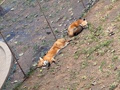 -西霞口神雕山野生动物世界