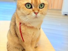 -瞄一喵猫咖(格力海岸店)