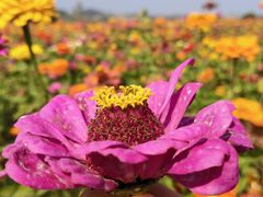 -莲花山花海