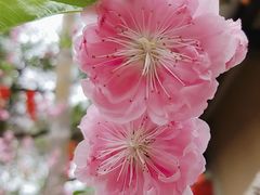 -桃花涧