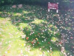 -昆山城市生态森林公园