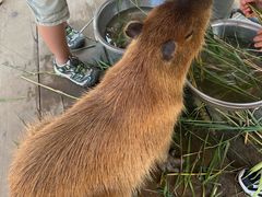 -西霞口神雕山野生动物世界