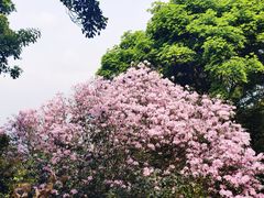 -梧桐山风景名胜区