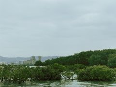 -大亚湾红树林城市湿地公园