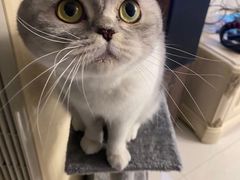 -爱侣宠医·鹦鹉专科·小型哺乳类·异宠专科(灵石路店)