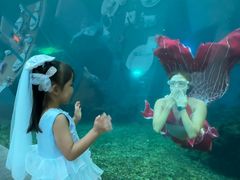 -海棠湾洲际-涛·海底餐厅·美人鱼·自助餐·海底隧道