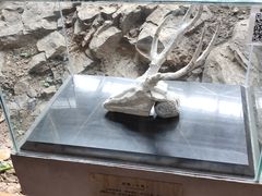 -中国第四纪冰川遗迹陈列馆