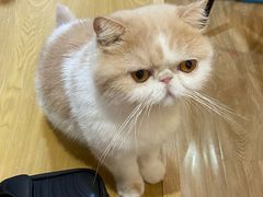 -滚猫咖啡·猫咖·猫友好撸猫(未来城店)