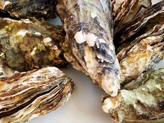 小生蚝-渔民船说·北塘海鲜·天津菜·海肠捞饭(北塘古镇店)