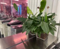 点击看大图 -P.STYLE 派斯造型