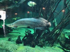 -华夏文旅海洋公园