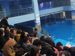 -锦艺城海洋馆
